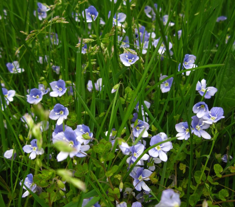 Veronica filiformis