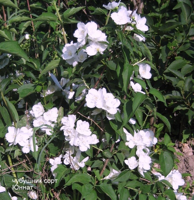 Чубушник Dame Blanche