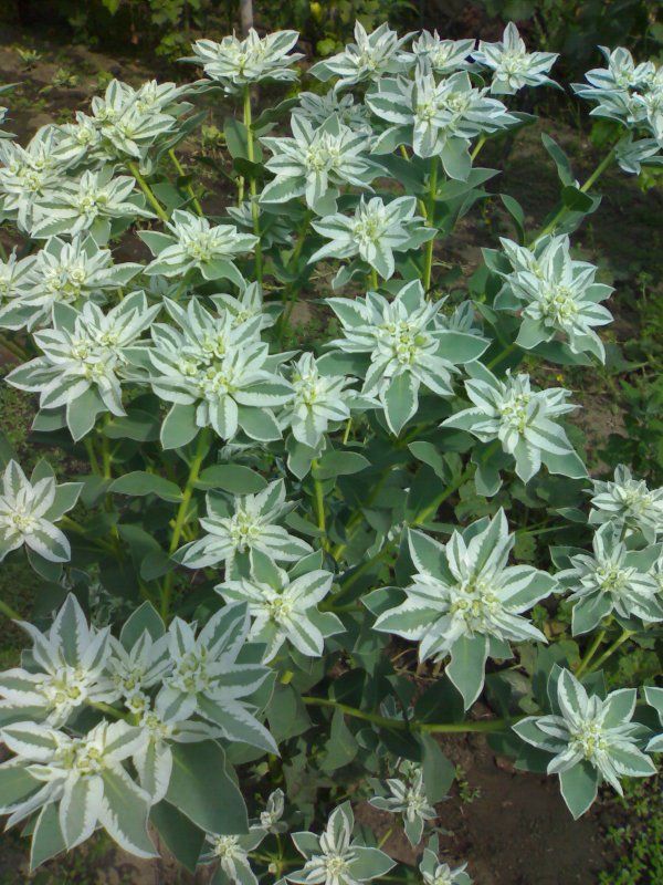 Молочай (Euphorbia) Tasmanian Tiger