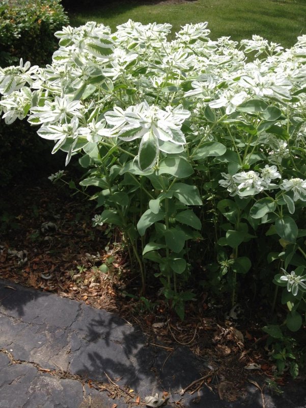 Euphorbia parciramulosa