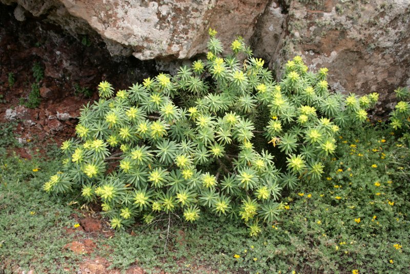 Молочай (Euphorbia marginata)
