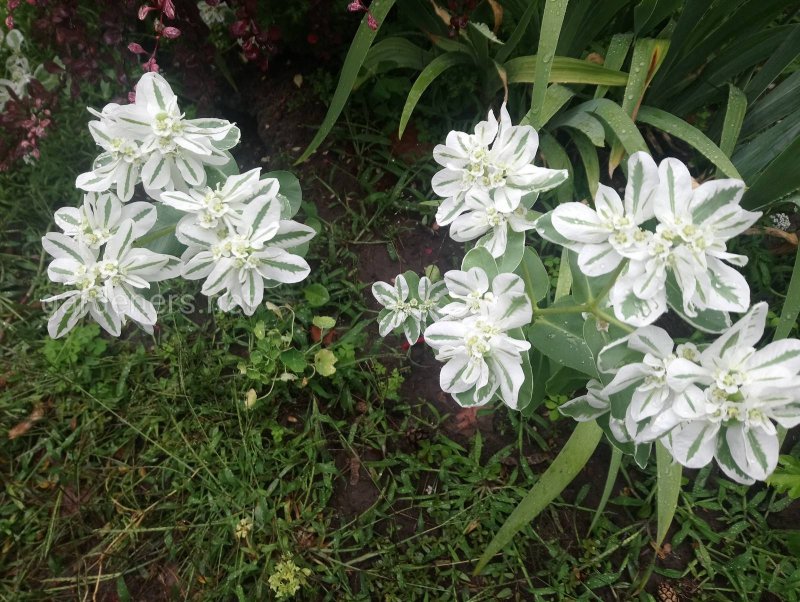 Snow on the Mountain Euphorbia