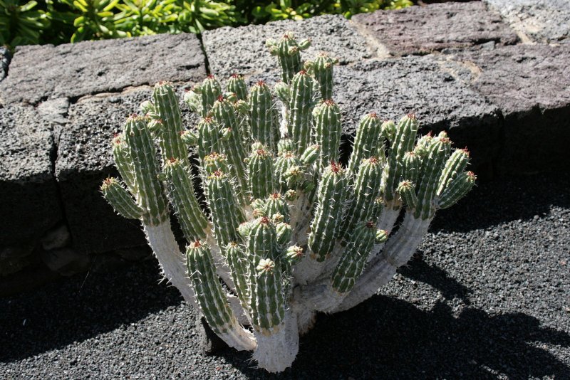 Euphorbia albomarginata