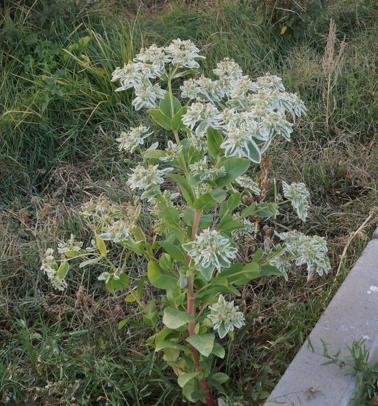 Молочай Жигулёвский