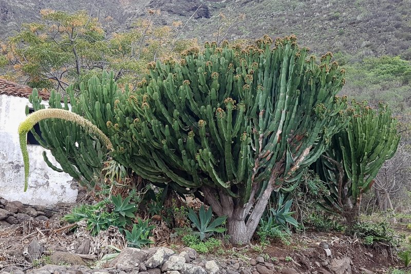 Euphorbia Malevola