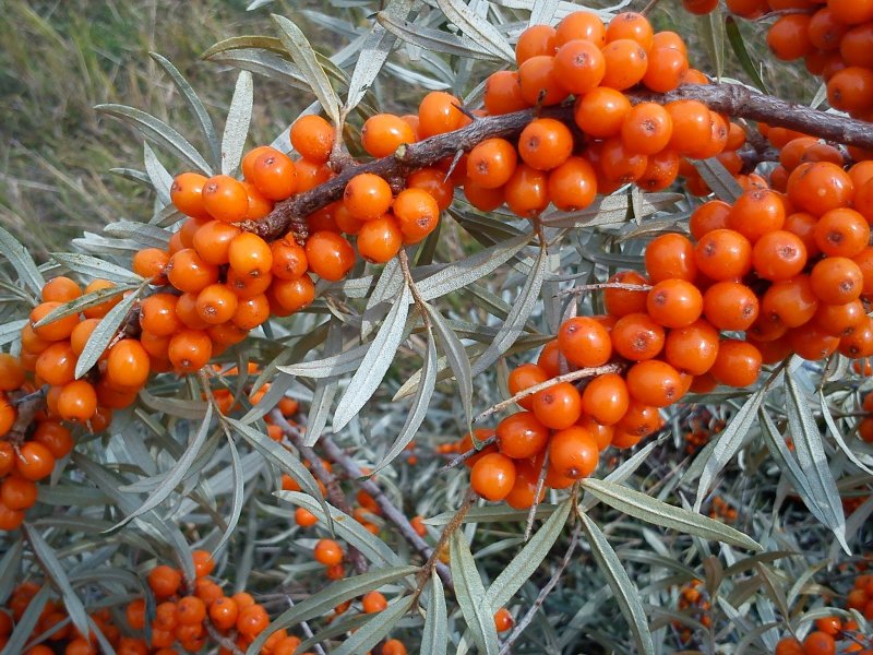 Chakanda plantatsiyalari