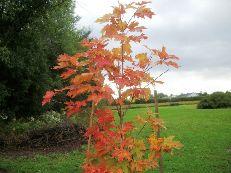 Клен красный Acer rubrum