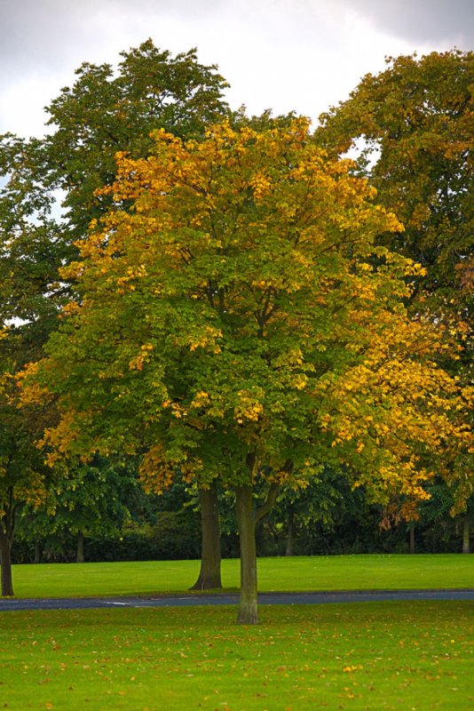 Дуб красный Quercus rubra