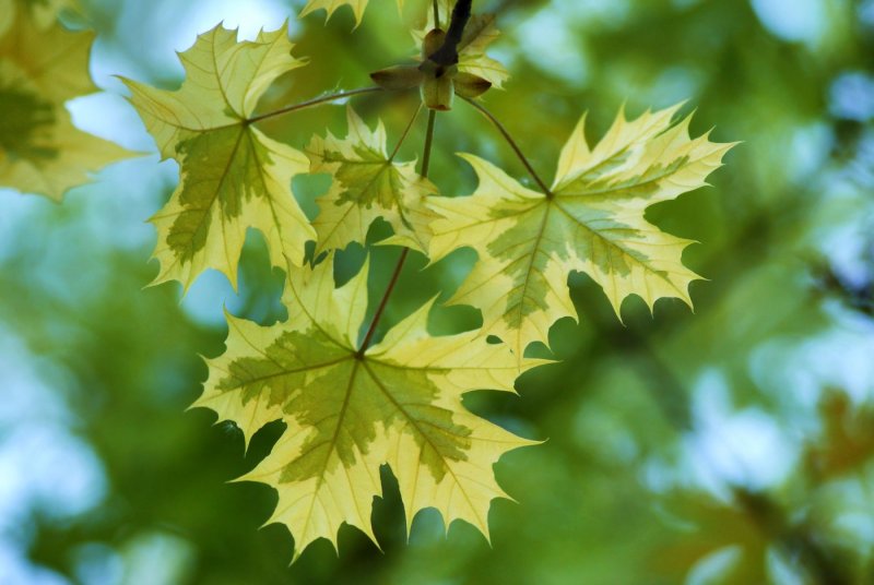 Клен остролистный (Acer platanoides)