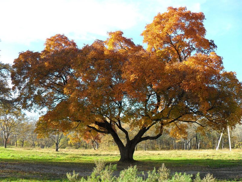 Клен зеленокорый (Acer tegmentosum)