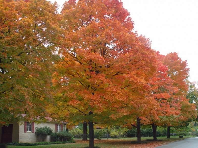 Клен красный Брендивайн Acer rubrum Brandywine