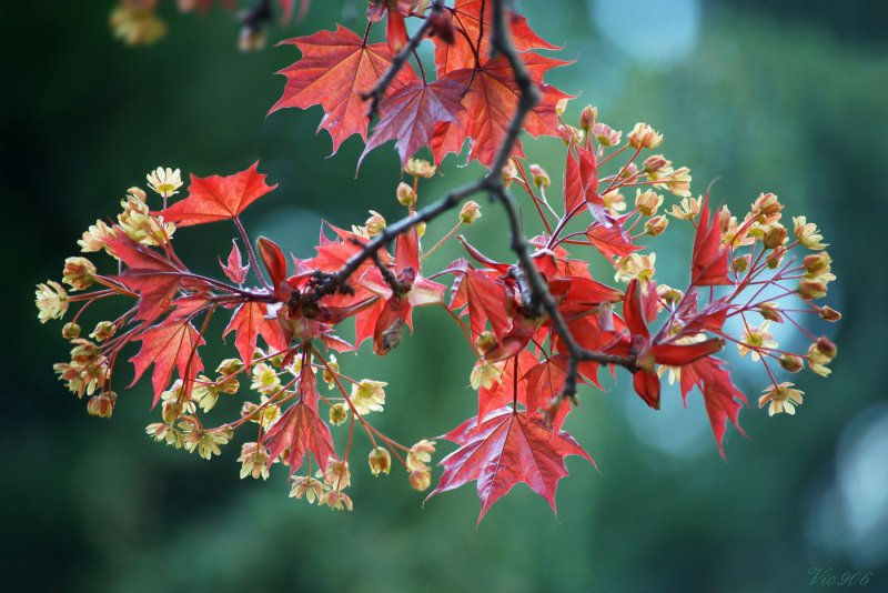 Клен красный Acer rubrum