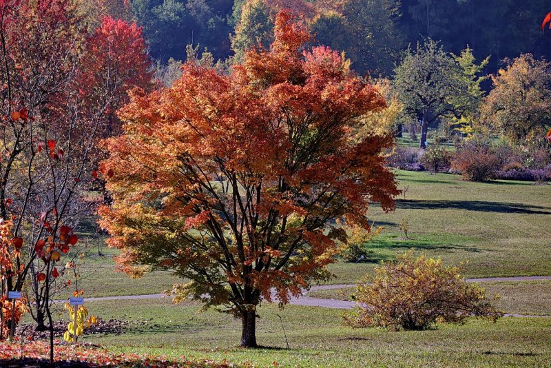Клен остролистный (Acer platanoides)