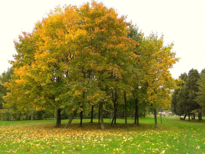 Клен остролистный (Acer platanoides)