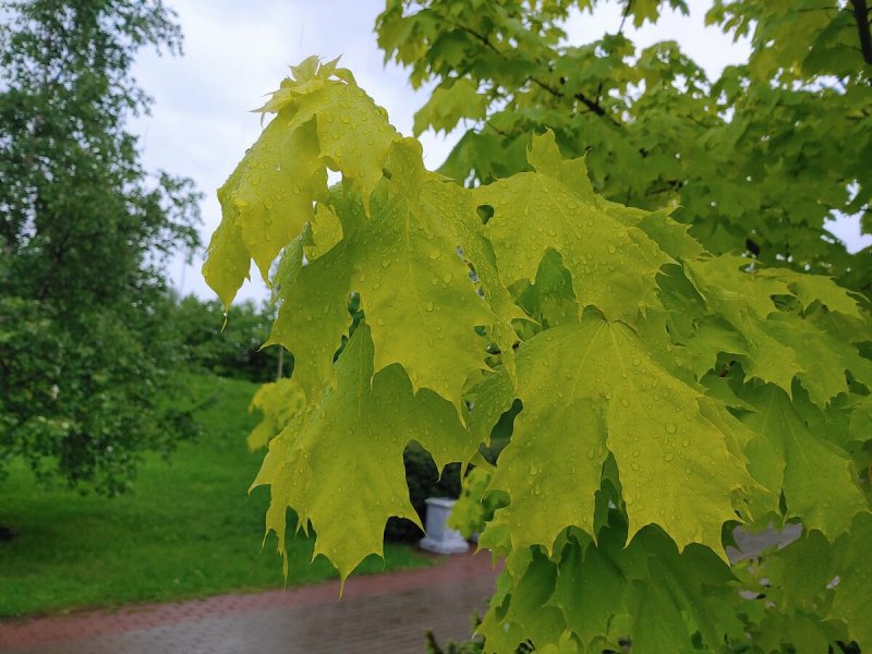 Клен мелколистный