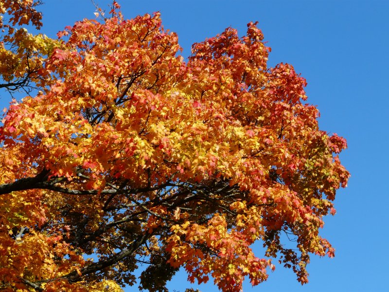 Клен остролистный друммонди (Acer platanoides drummondii)