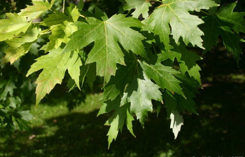 Клен японский Acer japonicum Thunb.