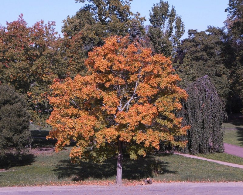 Клен сахаристый Saccharum
