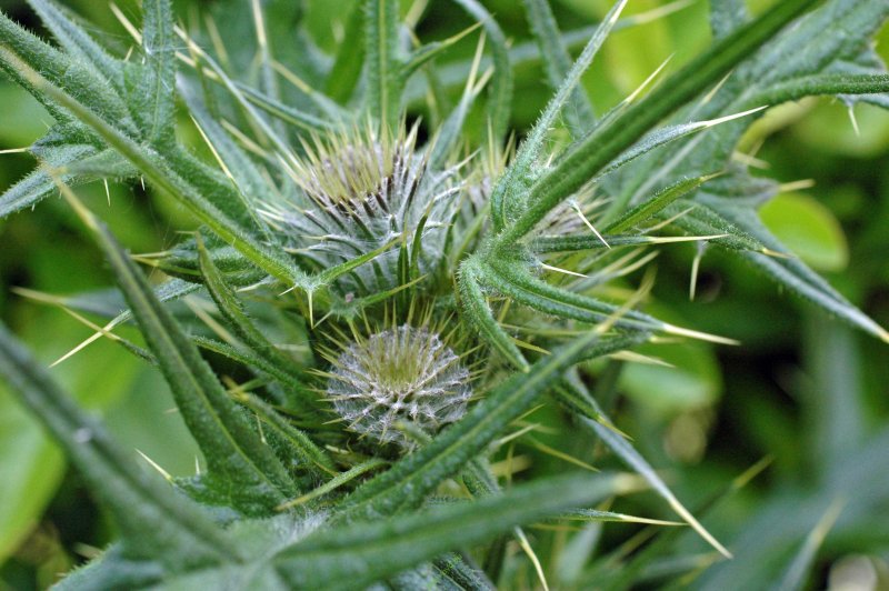 Чертополох колючий (Carduus Acanthoides)