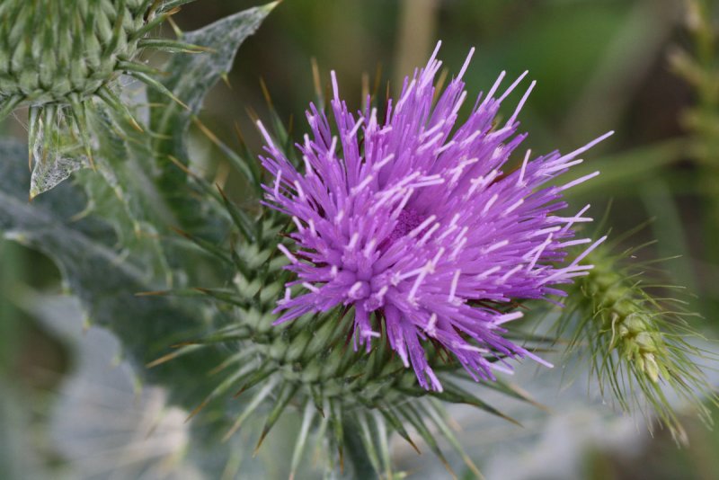 Чертополох колючий (Carduus Acanthoides)