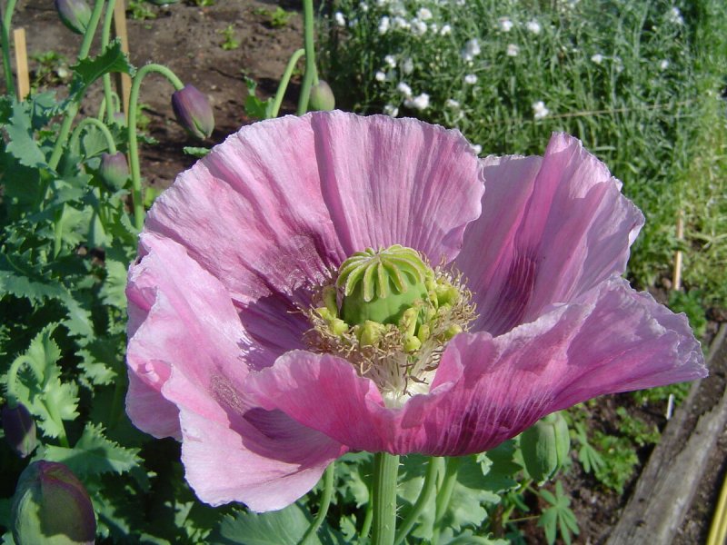 Мак масличный (Papaver somniferum l.).