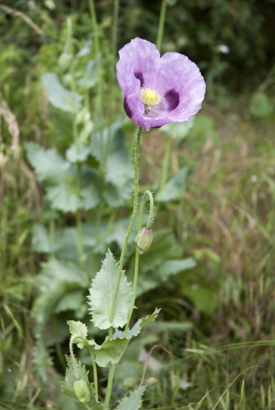 Мак рода Papaver somniferum