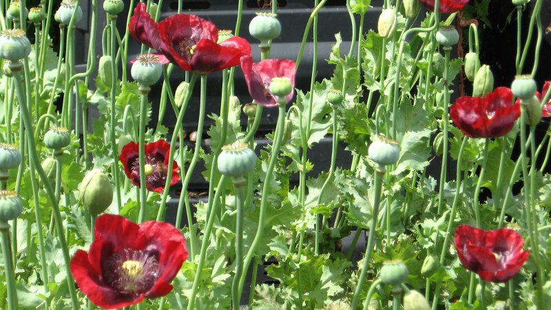 Мак опийный (Papaver somniferum)