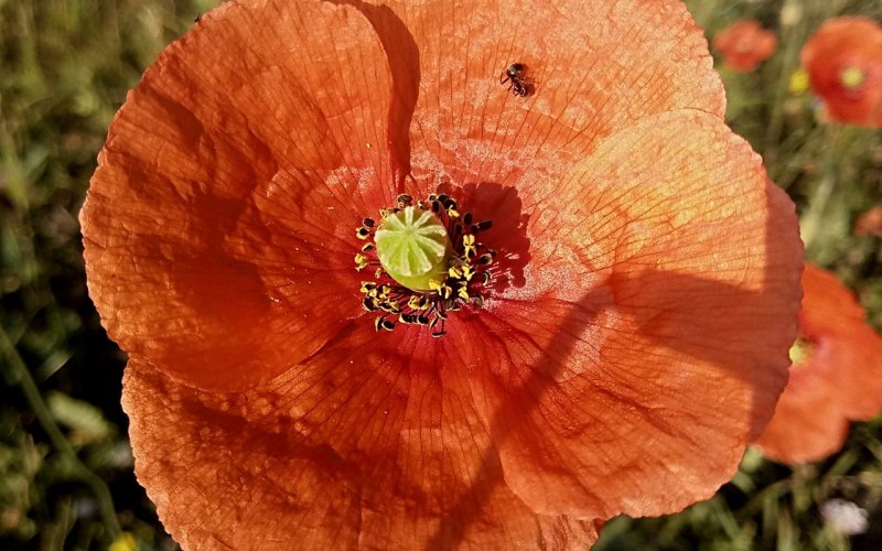 Papaver rhoeas, "удивительный серый"
