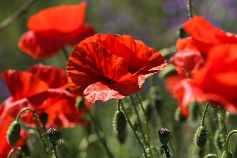 (Растение вида Papaver somniferum l