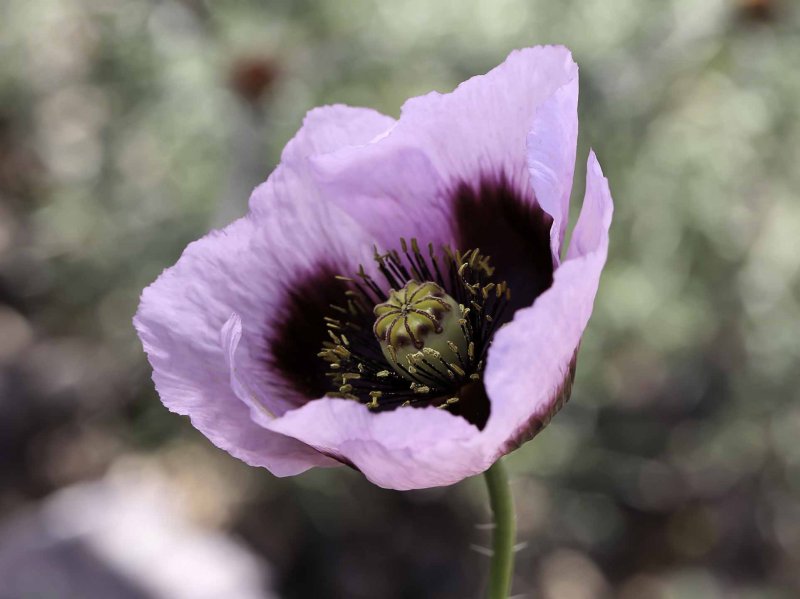 Мак снотворный (растение вида Papaver somniferum l)