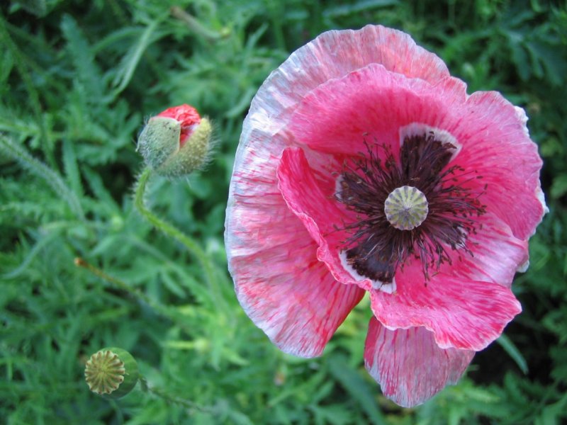 Мак снотворный (Papaver somniferum)