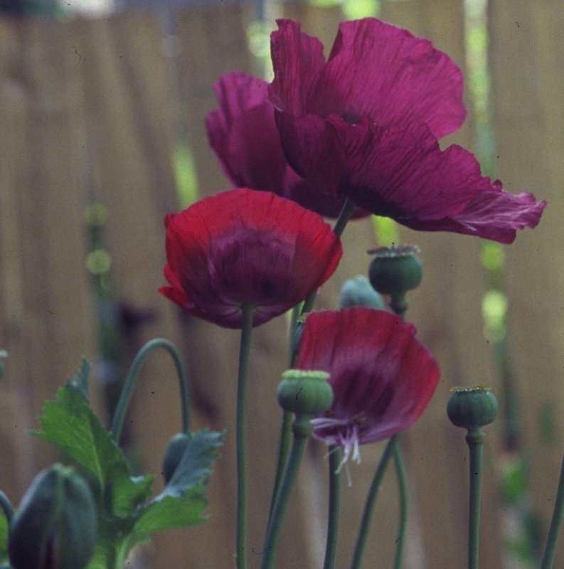 Papaver somniferum Seed