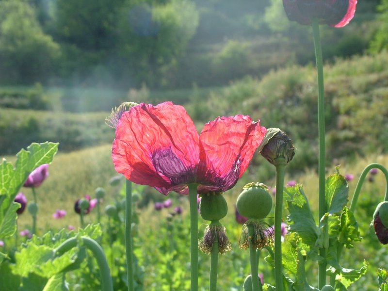 Мак опийный (Papaver somniferum)