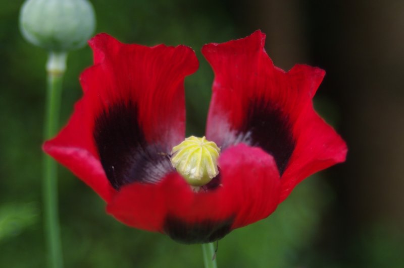 Мак опийный (Papaver somniferum)