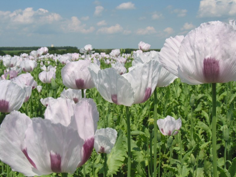 Мак опийный (Papaver somniferum)