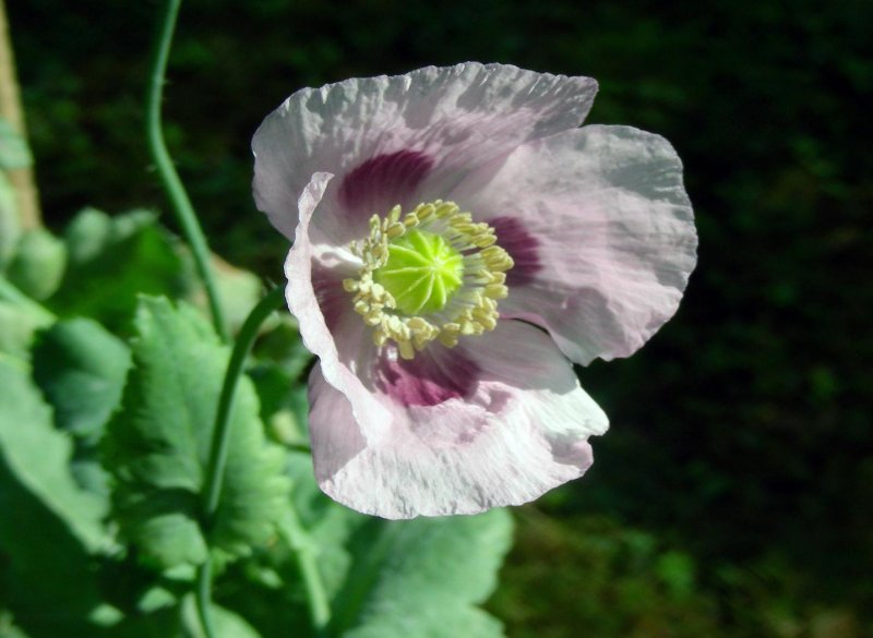 Papaver somniferum Seed