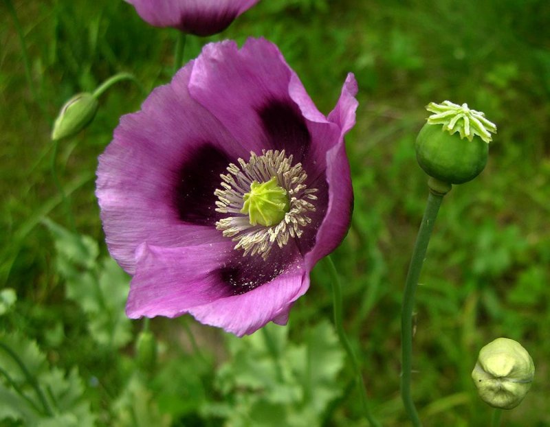 Мак снотворный (Papaver somniferum)