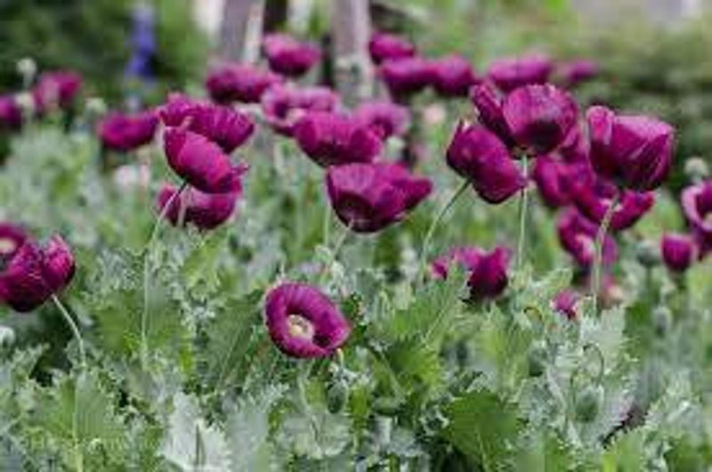 Мак снотворный (Papaver somniferum)