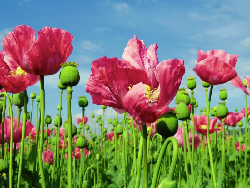Мак снотворный (Papaver somniferum)
