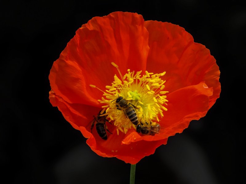 Мак опийный (Papaver somniferum)