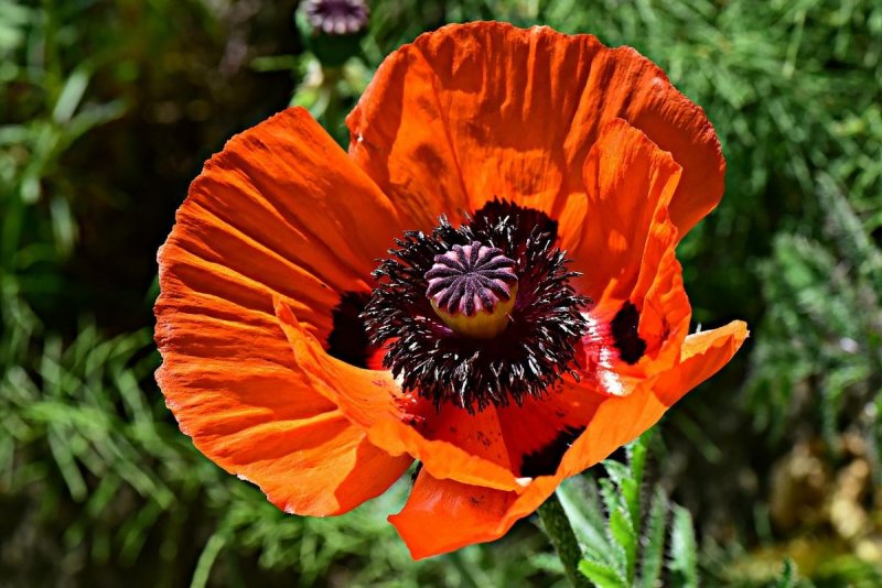 Мак снотворный (растение вида Papaver somniferum l)