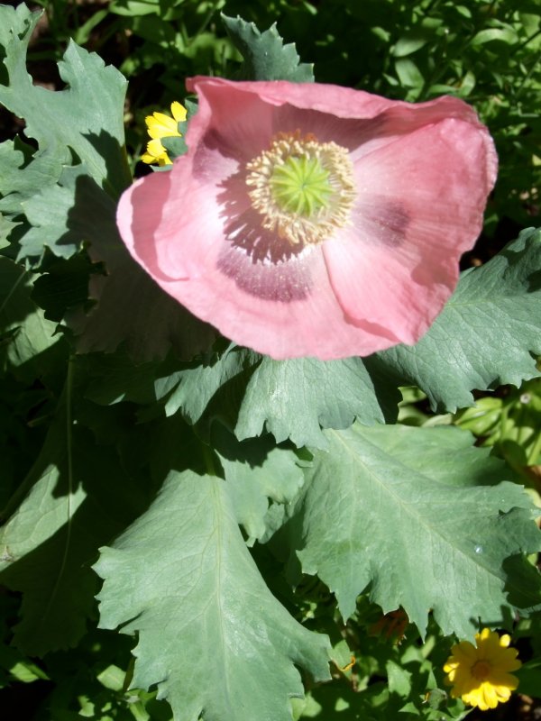 (Растение вида Papaver somniferum l