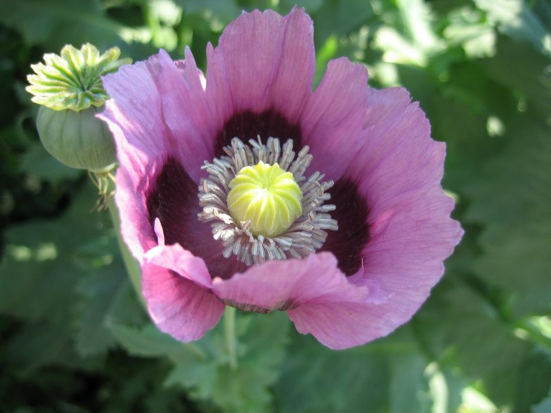 Мак опийный (Papaver somniferum)