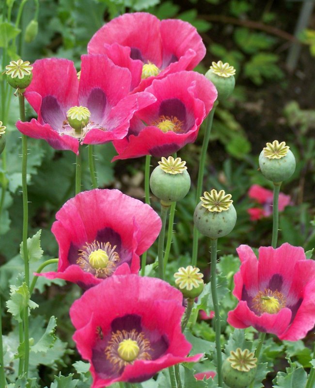 Мак снотворный (Papaver somniferum)