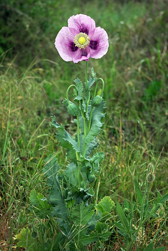 Мак снотворный (Papaver somniferum)
