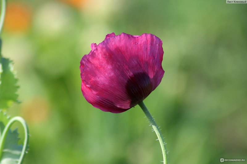 Мак опийный (Papaver somniferum)
