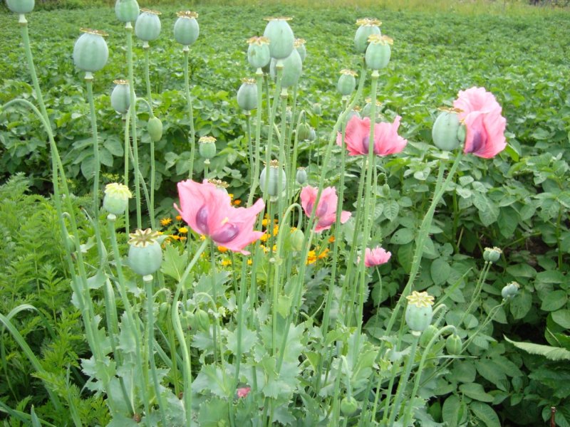 Мак снотворный (Papaver somniferum)