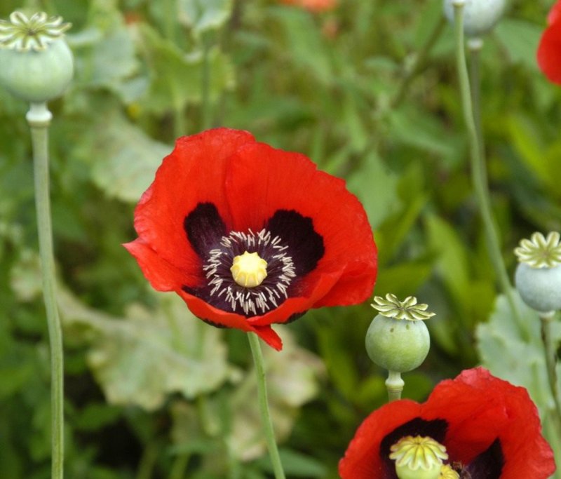 Мак снотворный (Papaver somniferum)