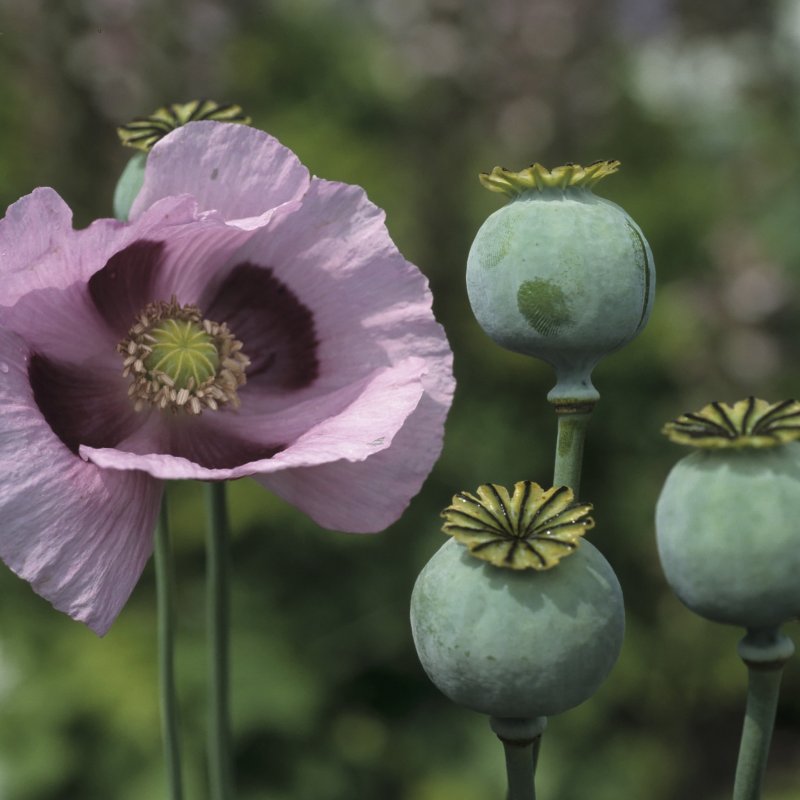 Мак снотворный – Papaver somniferum l.
