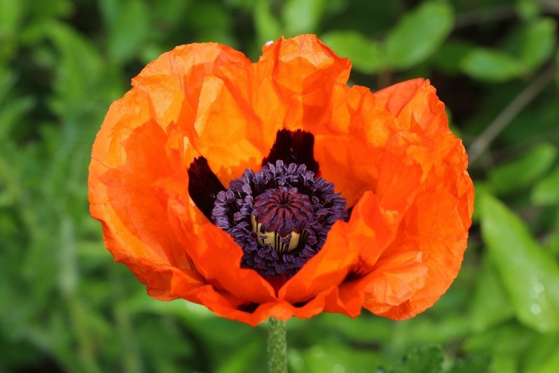 Мак опийный (Papaver somniferum)